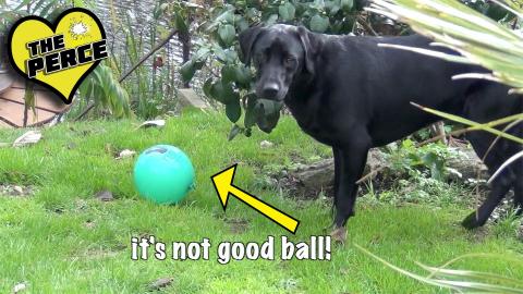 Percy the Labrador and a Balloon