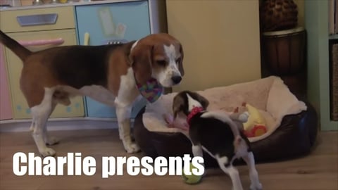 Puppy and Dog Became Befriends