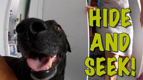 Percy The Black Labrador Plays Hide and Seek