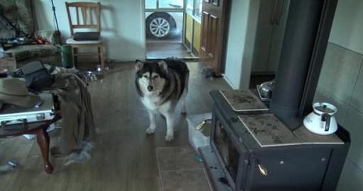 Birthday cake and roast vegetables for a Husky
