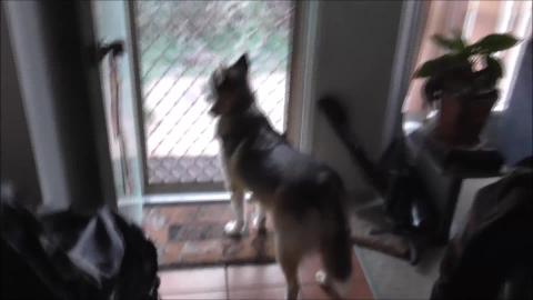 Termites have eaten husky house