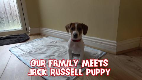 Cute Dogs and Little Girl Meet Jack Russell Puppy For The...