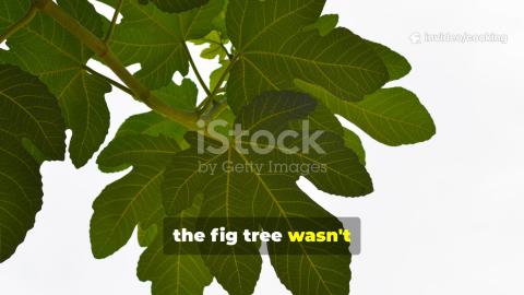 The Fig Tree's Curse: A Symbol of Spiritual Barrenness