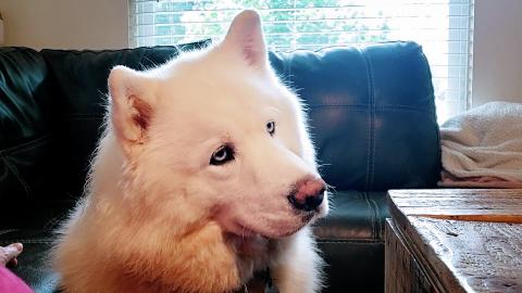 My Husky Is Confused When She Hears My Voice In A Video! ...