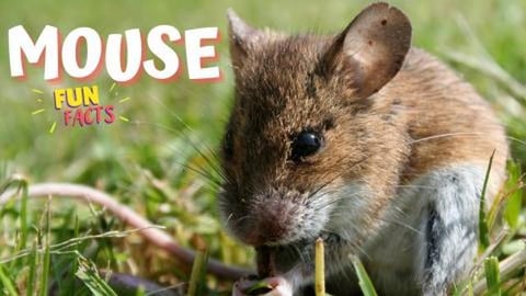 Mice Mania: Surprising Fun Facts You Didn't Know!