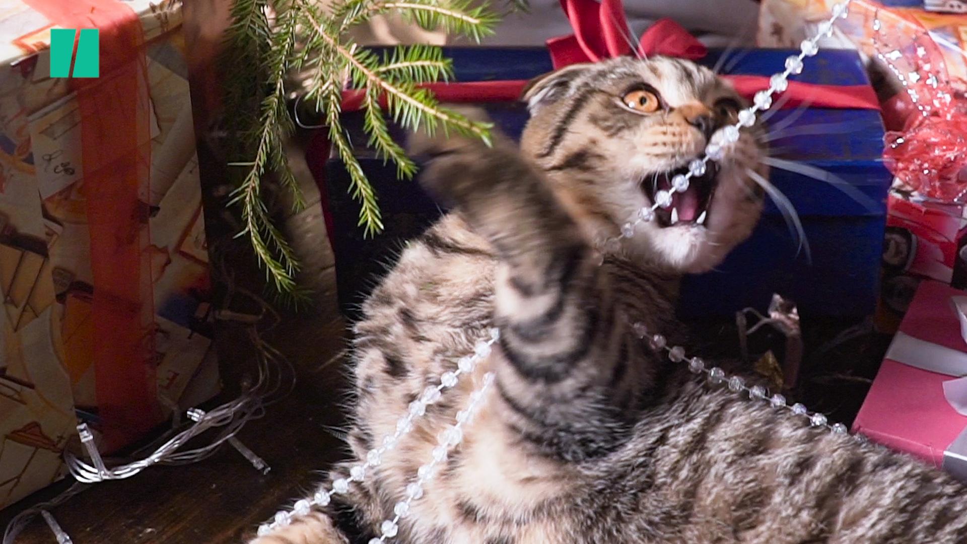 Cat destroying outlet christmas tree