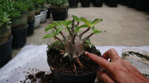 Especially for Beginners Who Often Rot When Planting Aden...