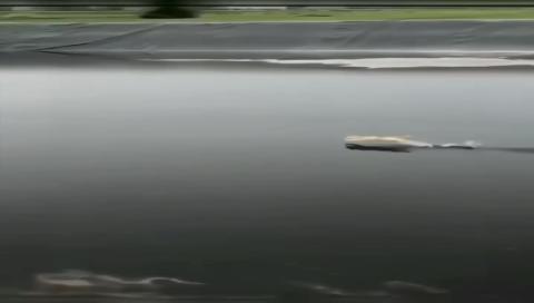 Ultimate Kung Fu cats