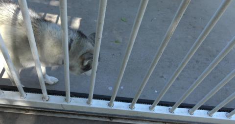 Hot Husky and a lost shopping trolly
