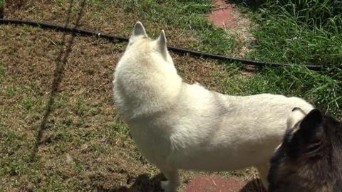 Rain caused so much grass. Too much for Husky's
