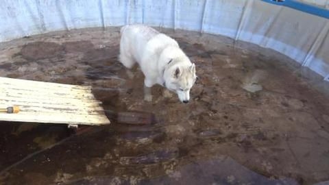 Walk over, pool time for Tikaani, Rolly time for Wolf