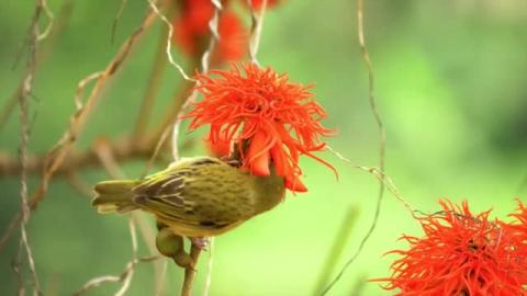 Morning Relaxing Music, Stress Relief Music, Calm Music, ...