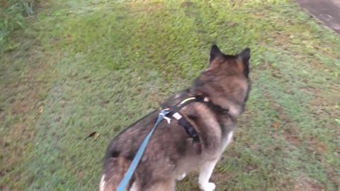 Malamute & Husky checking out floodwater