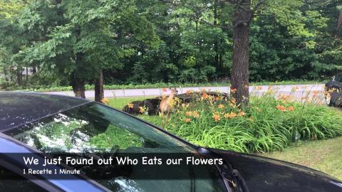 We just Found out Who eats our Flowers... 