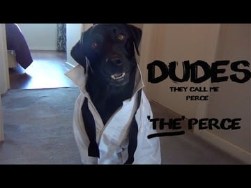 Living with a labrador Retriever and his many personatlit...