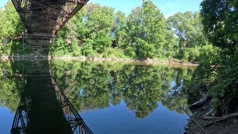 Cormorants Flys in..  