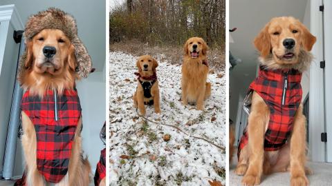 My Puppy Sees His First Snow