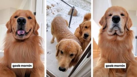 Everyday is Roob Day!