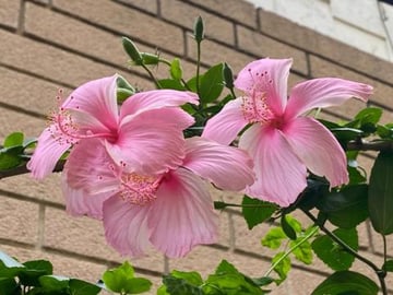 18 Hibiscus plants @ my home gardening || by BB chef