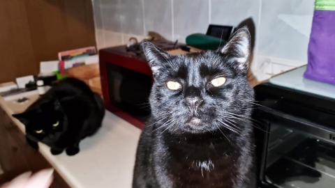 My kittens waiting for me to finish cooking