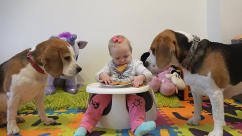 Will beagle dogs steal food from baby
