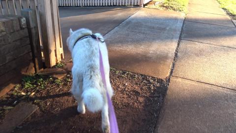 Windy as Bomb Cyclone hits NSW, good weather for husky fu...