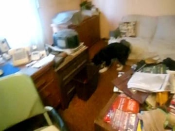 Alyeska couch zoomie Feb. 17, 2020 