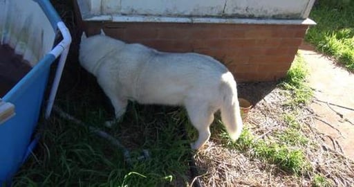 Backyard fruit tree update whilst doggies cool down