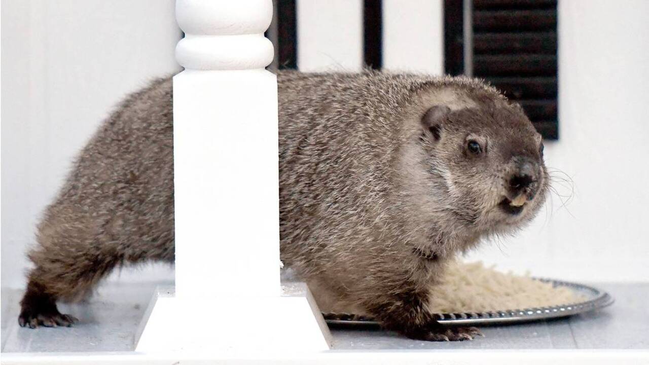 Gen. Beauregard Lee makes his Groundhog Day prediction The