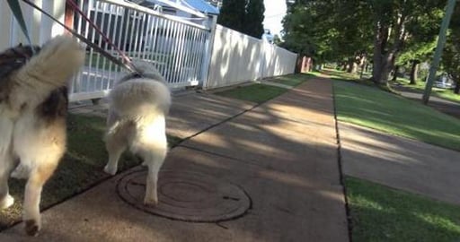 Husky's visit Mack, have a roll & chase possums