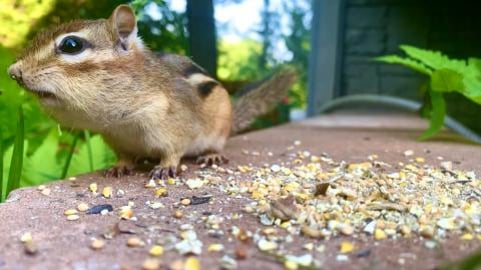 Steve Enjoy Eating while Listening to Flamenco Music / Ch...