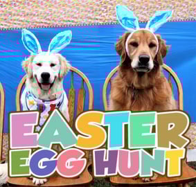 Dogs Go On An Easter Egg Hunt!