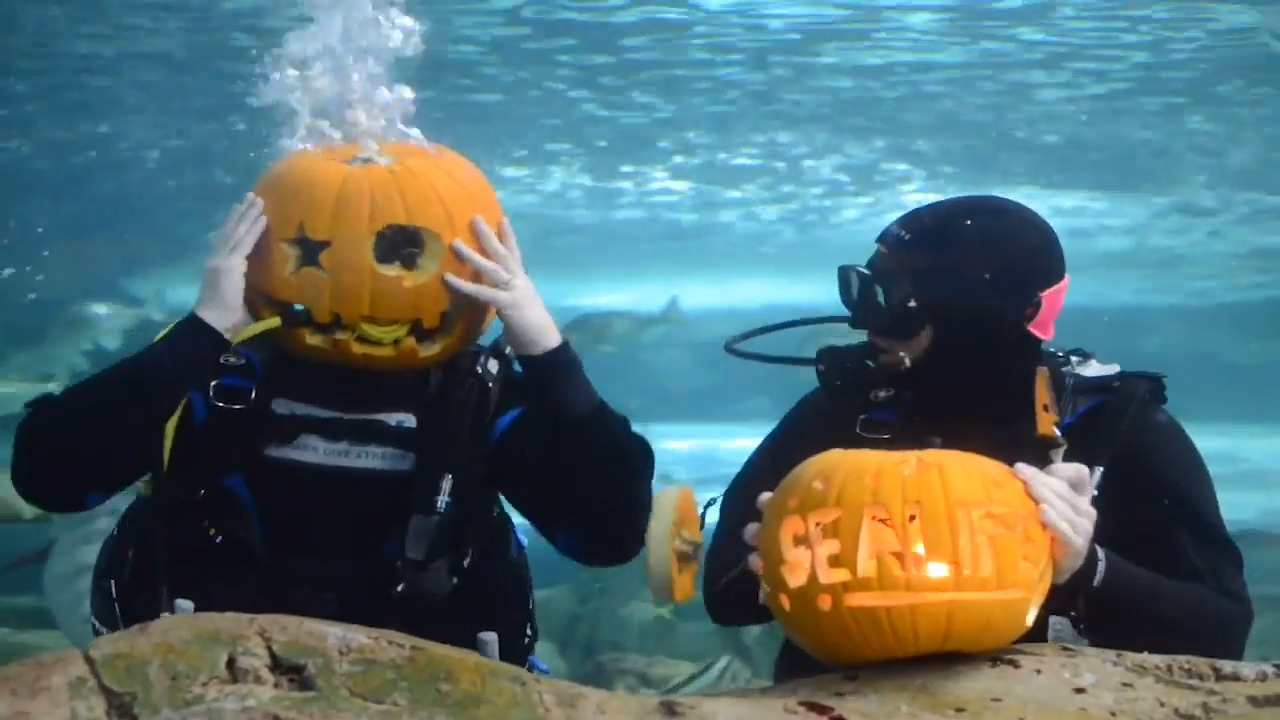 Divers carve pumpkins in Sea Life Sydney Aquarium | Bellingham Herald