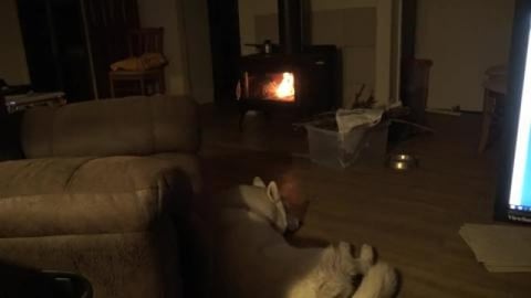 Husky watching a roaring fire
