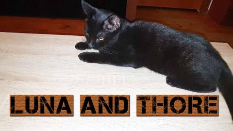 Cute And Adorable Moments With My Two Little Amazing Kitt...