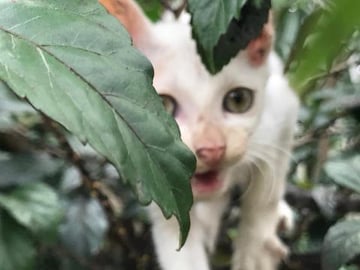 My Timmy Cat trying to climb ... Wild cat !!! {Part 14}