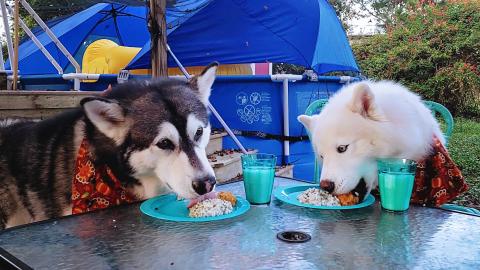 My Dogs Devour Their Thanksgiving Feast