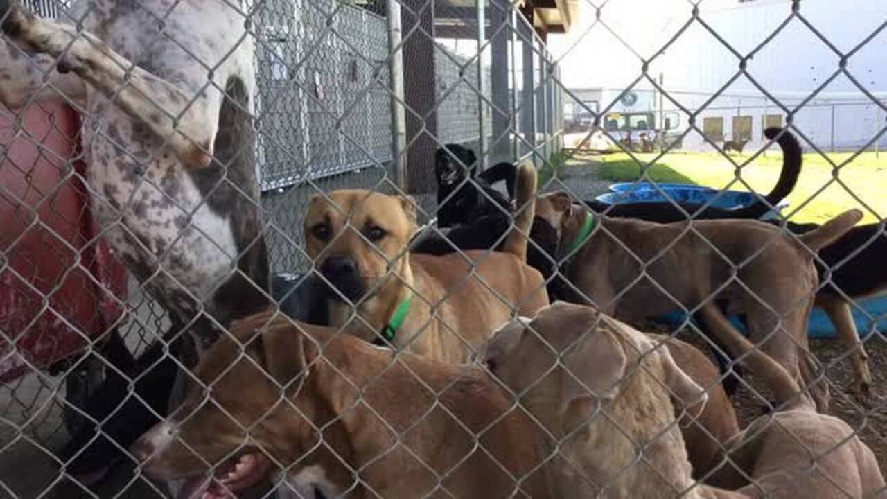 Lots of pets ready to adopt in Fort Worth for reduced fee | Sacramento Bee