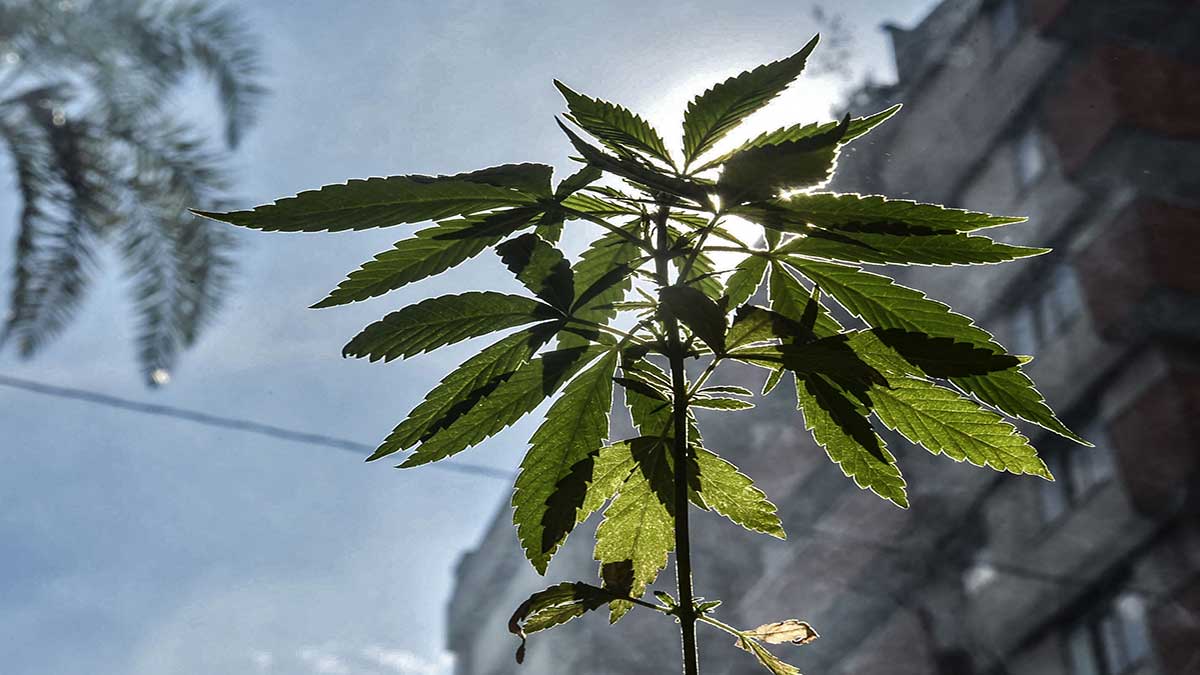 México encabezará el mercado mundial de la marihuana