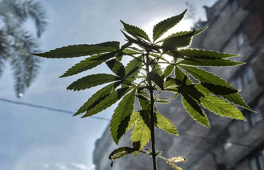 México encabezará el mercado mundial de la marihuana