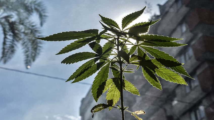México encabezará el mercado mundial de la marihuana