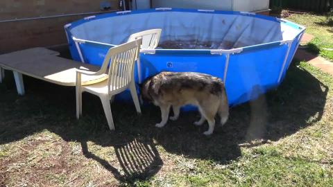 Husky & Malamute enjoying backyard with daddy