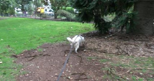 Siberian Husky enjoying Queens Park