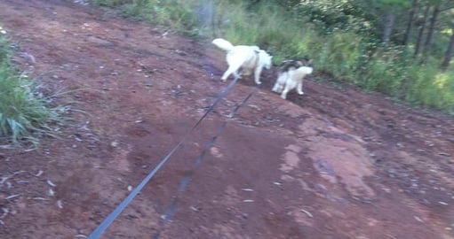 Husky's go for a hike in Peachy Forest
