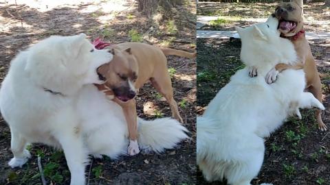 Husky VS Pitbull | Pitbull Tries To Romance Husky