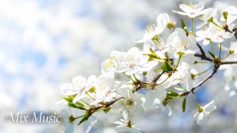 Blossoms of Spring | Relax & Uplift with Mix Music