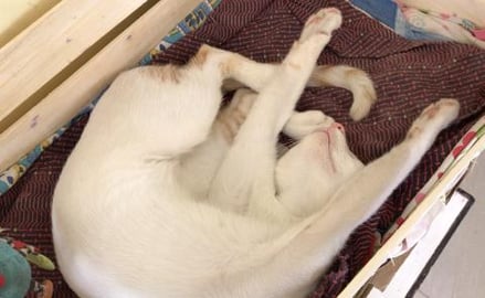 MY TIMMY CAT LOVELY SLEEP || HAVE FUN !!!