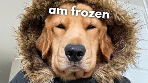 My Dog Plays in a  Winter Blizzard