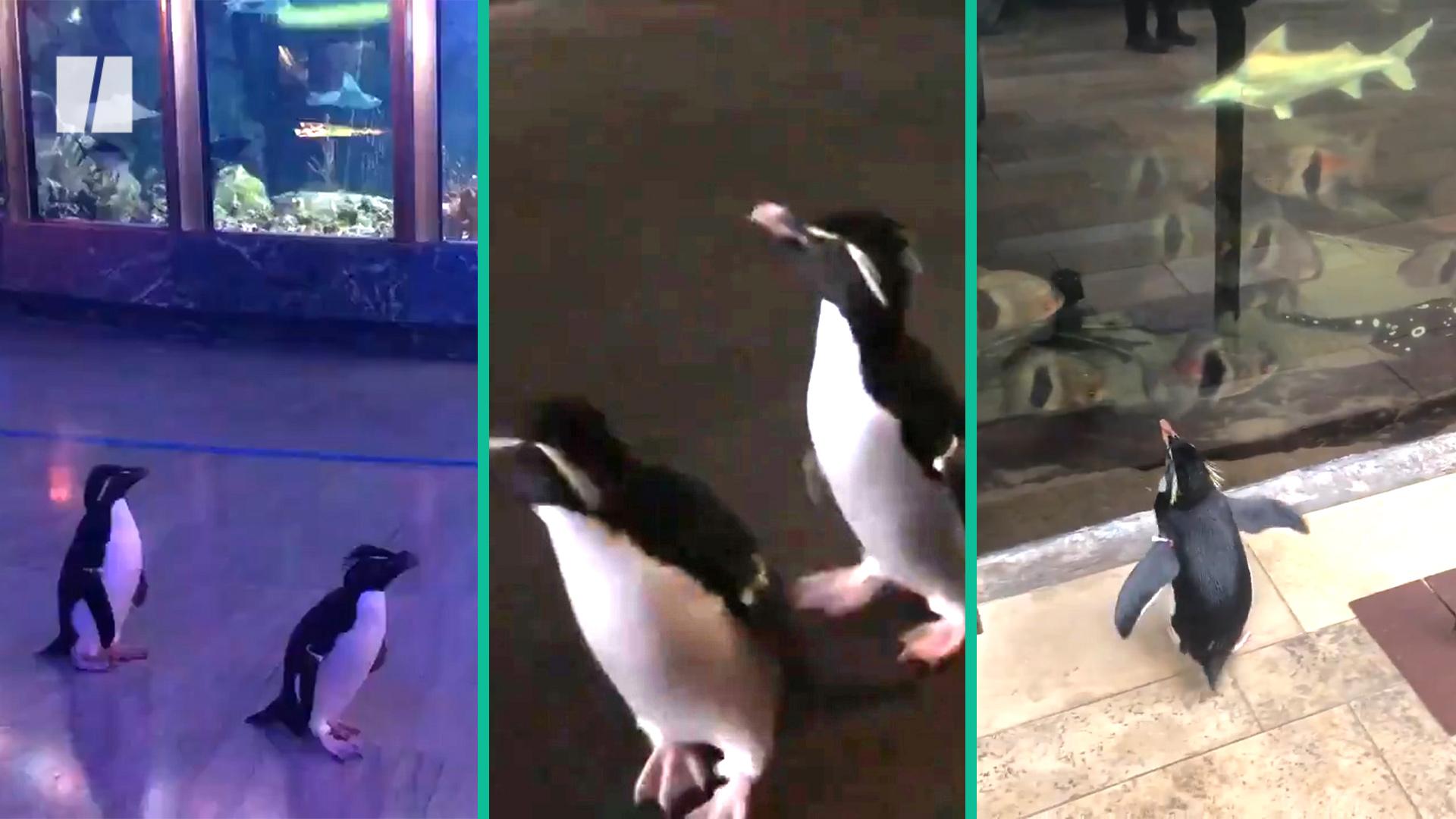 Penguins And Otters Reject Cheaper Fish As Japanese Aquarium Faces ...