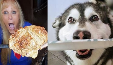 Malamute Carries Plate To Ask For Breakfast Bread Pudding...